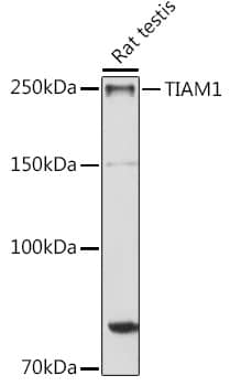 Western Blot: TIAM1 Antibody [NBP3-35111] - Western blot analysis of lysates from Rat testis, using TIAM1 Rabbit pAb at 1:1000 dilution.Secondary antibody: HRP-conjugated Goat anti-Rabbit IgG (H+L) at 1:10000 dilution.Lysates/proteins: 25ug per lane.Blocking buffer: 3% nonfat dry milk in TBST.Detection: ECL Enhanced Kit.Exposure time: 30s.