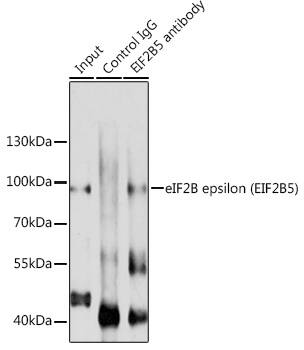 Immunoprecipitation: eIF2B epsilon Antibody [NBP3-35116] - Immunoprecipitation analysis of 200 ug extracts of A-549 cells using 3 ug eIF2B epsilon(eIF2B epsilon(EIF2B5)) antibody ( A10263). Western blot was performed from the immunoprecipitate using eIF2B epsilon(eIF2B epsilon(EIF2B5)) antibody ( A10263) at a dilution of 1:1000.