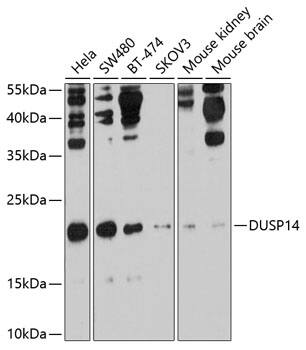 Western Blot DUSP14 Antibody - BSA Free