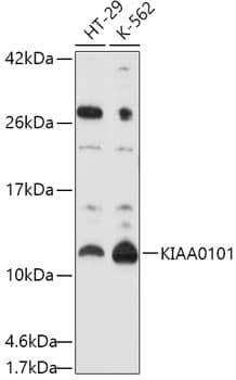 Western Blot: PCNA associated factor Antibody [NBP3-35127] - Western blot analysis of various lysates using PCNA associated factor Rabbit pAb at 1:1000 dilution.Secondary antibody: HRP-conjugated Goat anti-Rabbit IgG (H+L) at 1:10000 dilution.Lysates/proteins: 25ug per lane.Blocking buffer: 3% nonfat dry milk in TBST.Detection: ECL Basic Kit.Exposure time: 60s.