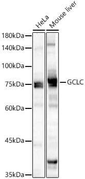 Western Blot: GCLC Antibody [NBP3-35132] - Western blot analysis of various lysates, using GCLC Rabbit pAb at 1:1000 dilution.Secondary antibody: HRP-conjugated Goat anti-Rabbit IgG (H+L) at 1:10000 dilution.Lysates/proteins: 25ug per lane.Blocking buffer: 3% nonfat dry milk in TBST.Detection: ECL Basic Kit.Exposure time: 1s.