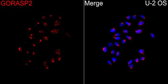 Immunocytochemistry/ Immunofluorescence: GRASP55 Antibody [NBP3-35134] - Immunofluorescence analysis of U-2 OS cells using GRASP55 Rabbit pAb at a dilution of 1:100 (40x lens). Secondary antibody: Cy3 Goat Anti-Rabbit IgG (H+L)at 1:500 dilution. Blue: DAPI for nuclear staining.