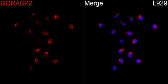 Immunocytochemistry/ Immunofluorescence: GRASP55 Antibody [NBP3-35134] - Immunofluorescence analysis of L929 cells using GRASP55 Rabbit pAb at a dilution of 1:100 (40x lens). Secondary antibody: Cy3 Goat Anti-Rabbit IgG (H+L)at 1:500 dilution. Blue: DAPI for nuclear staining.