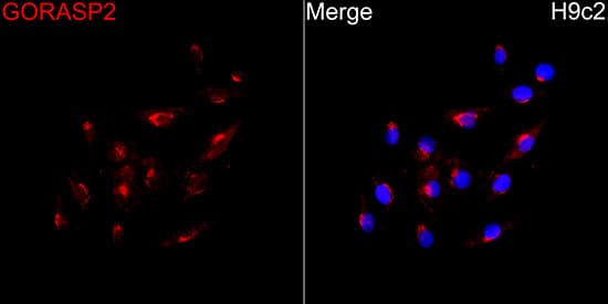 Immunocytochemistry/ Immunofluorescence: GRASP55 Antibody [NBP3-35134] - Immunofluorescence analysis of H9c2 cells using GRASP55 Rabbit pAb at a dilution of 1:100 (40x lens). Secondary antibody: Cy3 Goat Anti-Rabbit IgG (H+L)at 1:500 dilution. Blue: DAPI for nuclear staining.