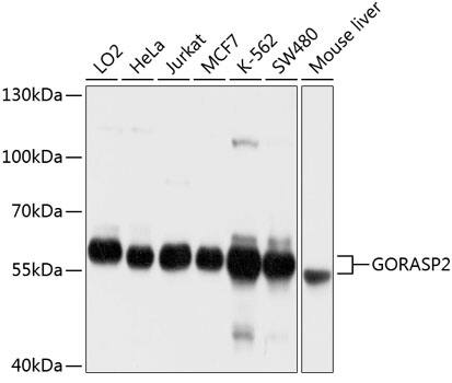 Western Blot: GRASP55 Antibody [NBP3-35134] - Western blot analysis of various lysates using GRASP55 Rabbit pAb at 1:1000 dilution.Secondary antibody: HRP-conjugated Goat anti-Rabbit IgG (H+L) at 1:10000 dilution.Lysates/proteins: 25ug per lane.Blocking buffer: 3% nonfat dry milk in TBST.Detection: ECL Basic Kit.Exposure time: 1s.