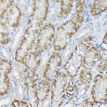 Immunohistochemistry: MTHFD2 Antibody [NBP3-35135] - Immunohistochemistry analysis of paraffin-embedded Mouse kidney using MTHFD2 Rabbit pAb at dilution of 1:100 (40x lens). Microwave antigen retrieval performed with 0.01M PBS Buffer (pH 7.2) prior to IHC staining.