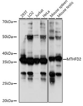 Western Blot MTHFD2 Antibody - BSA Free