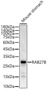 Western Blot: RAB27B Antibody [NBP3-35136] - Western blot analysis of lysates from Mouse stomach, using RAB27B Rabbit pAb at  1:1000 dilution.Secondary antibody: HRP-conjugated Goat anti-Rabbit IgG (H+L) at 1:10000 dilution.Lysates/proteins: 25ug per lane.Blocking buffer: 3% nonfat dry milk in TBST.Detection: ECL Basic Kit.Exposure time: 60s.