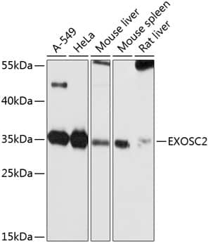 Western Blot RRP4 Antibody