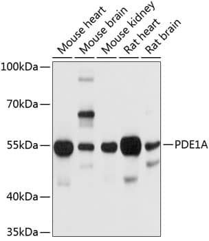 Western Blot: PDE1A Antibody [NBP3-35143] - Western blot analysis of various lysates using PDE1A Rabbit pAb at 1:1000 dilution.Secondary antibody: HRP-conjugated Goat anti-Rabbit IgG (H+L) at 1:10000 dilution.Lysates/proteins: 25ug per lane.Blocking buffer: 3% nonfat dry milk in TBST.Detection: ECL Basic Kit.Exposure time: 10s.