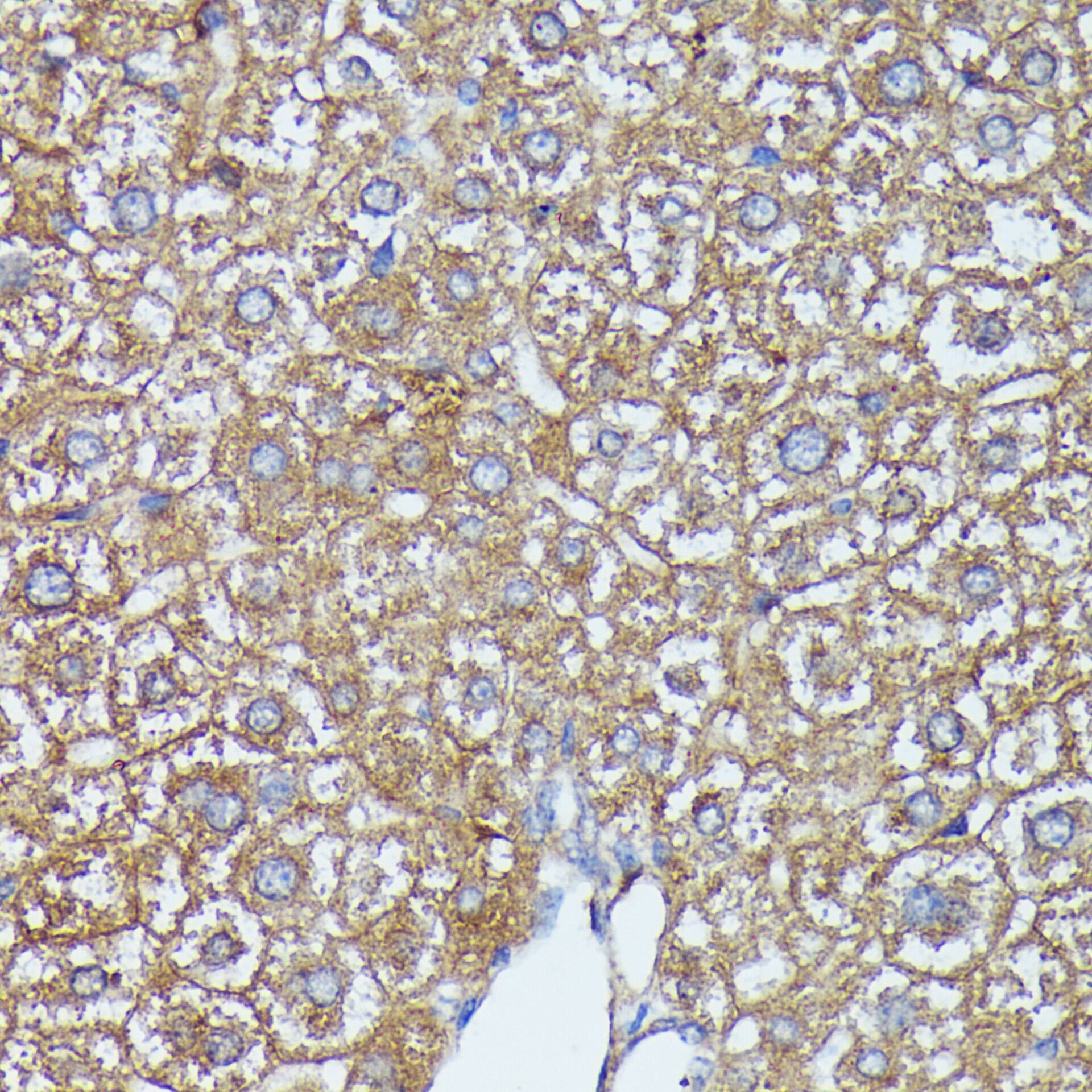 Immunohistochemistry: AKR1C2 Antibody [NBP3-35145] - Immunohistochemistry analysis of paraffin-embedded Mouse liver using AKR1C2 Rabbit pAb at dilution of 1:100 (40x lens). Microwave antigen retrieval performed with 0.01M PBS Buffer (pH 7.2) prior to IHC staining.