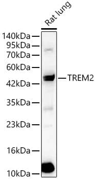 Western Blot: TREM2 Antibody [NBP3-35146] - Western Blot analysis of lysates from Rat lung using TREM2 Rabbit pAb at 1:2000 dilution.Secondary antibody: HRP-conjugated Goat anti-Rabbit IgG (H+L) at 1:10000 dilution.Lysates/proteins: 25 ug per lane.Blocking buffer: 3% nonfat dry milk in TBST.Detection: ECL Basic Kit.Exposure time: 30s.