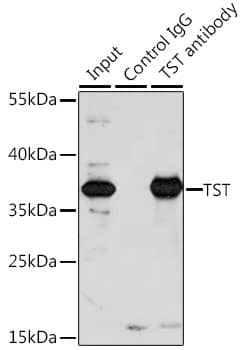 Immunoprecipitation: TST Antibody [NBP3-35150] - Immunoprecipitation analysis of 200 ug extracts of A-549 cells, using 3 ug TST antibody. Western blot was performed from the immunoprecipitate using TST antibody at a dilution of 1:1000.