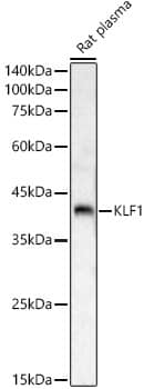 Western Blot: KLF1 Antibody [NBP3-35154] - Western blot analysis of lysates from Rat plasma, using KLF1 Rabbit pAb at  1:1000 dilution.Secondary antibody: HRP-conjugated Goat anti-Rabbit IgG (H+L) at 1:10000 dilution.Lysates/proteins: 25ug per lane.Blocking buffer: 3% nonfat dry milk in TBST.Detection: ECL Basic Kit.Exposure time: 90s.