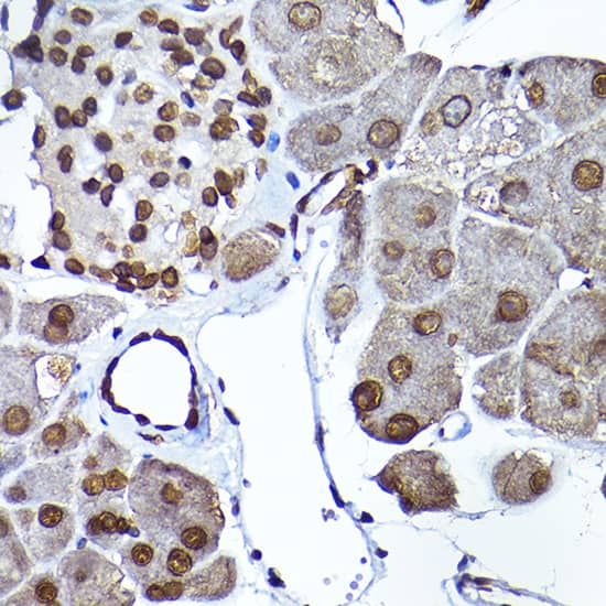 Immunohistochemistry: SEC14L2 Antibody [NBP3-35155] - Immunohistochemistry analysis of paraffin-embedded Mouse pancreas using SEC14L2 Rabbit pAb at dilution of 1:200 (40x lens). High pressure antigen retrieval performed with 0.01M Citrate Bufferr (pH 6.0) prior to IHC staining.