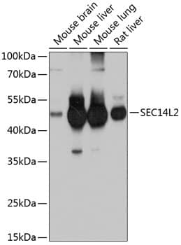 Western Blot: SEC14L2 Antibody [NBP3-35155] - Western blot analysis of various lysates using SEC14L2 Rabbit pAb at 1:1000 dilution.Secondary antibody: HRP-conjugated Goat anti-Rabbit IgG (H+L) at 1:10000 dilution.Lysates/proteins: 25ug per lane.Blocking buffer: 3% nonfat dry milk in TBST.Detection: ECL Basic Kit.Exposure time: 10s.