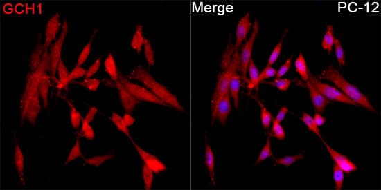 Immunocytochemistry/ Immunofluorescence: GCH1 Antibody [NBP3-35157] - Immunofluorescence analysis of PC-12 cells using GCH1 Rabbit pAb at dilution of 1:100 (40x lens). Secondary antibody: Cy3-conjugated Goat anti-Rabbit IgG (H+L) at 1:500 dilution. Blue: DAPI for nuclear staining.