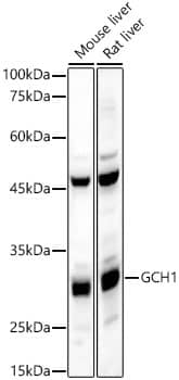 Western Blot: GCH1 Antibody [NBP3-35157] - Western blot analysis of various lysates, using GCH1 Rabbit pAb at 1:900 dilution.Secondary antibody: HRP-conjugated Goat anti-Rabbit IgG (H+L) at 1:10000 dilution.Lysates/proteins: 25ug per lane.Blocking buffer: 3% nonfat dry milk in TBST.Detection: ECL Basic Kit.Exposure time: 45s.