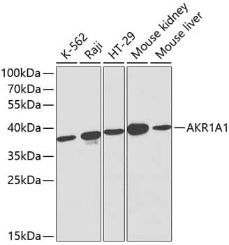 Western Blot: AKR1A1 Antibody [NBP3-35161] - Western blot analysis of various lysates using AKR1A1 Rabbit pAb at 1:1000 dilution.Secondary antibody: HRP-conjugated Goat anti-Rabbit IgG (H+L) at 1:10000 dilution.Lysates/proteins: 25ug per lane.Blocking buffer: 3% nonfat dry milk in TBST.