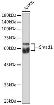 Western Blot: Smad1 Antibody [NBP3-35165] - Western blot analysis of lysates from Jurkat cells, using Smad1 Rabbit pAb at 1:1000 dilution.Secondary antibody: HRP-conjugated Goat anti-Rabbit IgG (H+L) at 1:10000 dilution.Lysates/proteins: 25ug per lane.Blocking buffer: 3% nonfat dry milk in TBST.Detection: ECL Enhanced Kit.Exposure time: 180s.