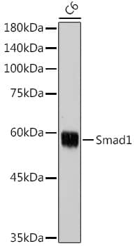 Western Blot: Smad1 Antibody [NBP3-35165] - Western blot analysis of lysates from C6 cells, using Smad1 Rabbit pAb at 1:1000 dilution.Secondary antibody: HRP-conjugated Goat anti-Rabbit IgG (H+L) at 1:10000 dilution.Lysates/proteins: 25ug per lane.Blocking buffer: 3% nonfat dry milk in TBST.Detection: ECL Basic Kit.Exposure time: 30s.