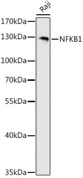 Western Blot: NFkB p105/p50 Antibody [NBP3-35166] - Western blot analysis of lysates from Raji cells, using NFkB p105/p50 Rabbit pAb at 1:500 dilution.Secondary antibody: HRP-conjugated Goat anti-Rabbit IgG (H+L) at 1:10000 dilution.Lysates/proteins: 25ug per lane.Blocking buffer: 3% nonfat dry milk in TBST.Detection: ECL Basic Kit.Exposure time: 180s.