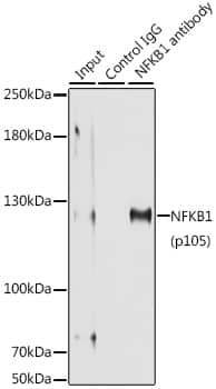 Immunoprecipitation: NFkB p105/p50 Antibody [NBP3-35166] - Immunoprecipitation analysis of 150 ug extracts of MCF-7 cells using 3 ug NFkB p105/p50 antibody. Western blot was performed from the immunoprecipitate using NFkB p105/p50 antibody at a dilution of 1:500.