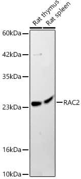 Western Blot RAC2 Antibody