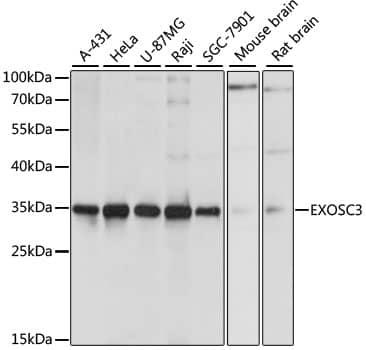 Western Blot: EXOSC3 Antibody [NBP3-35177] - Western blot analysis of various lysates using EXOSC3 Rabbit pAb at 1:1000 dilution.Secondary antibody: HRP-conjugated Goat anti-Rabbit IgG (H+L) at 1:10000 dilution.Lysates/proteins: 25ug per lane.Blocking buffer: 3% nonfat dry milk in TBST.Detection: ECL Basic Kit.Exposure time: 1s.