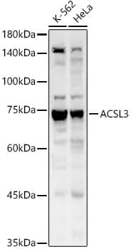 Western Blot: ACSL3 Antibody [NBP3-35183] - Western blot analysis of various lysates using ACSL3 Rabbit pAb at  1:1000 dilution.Secondary antibody: HRP-conjugated Goat anti-Rabbit IgG (H+L) at 1:10000 dilution.Lysates/proteins: 25ug per lane.Blocking buffer: 3% nonfat dry milk in TBST.Detection: ECL Basic Kit.Exposure time: 10s.