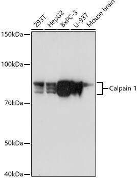 Western Blot: Calpain 1 Antibody [NBP3-35190] - Western blot analysis of various lysates using Calpain 1 Rabbit pAb at 1:1000 dilution.Secondary antibody: HRP-conjugated Goat anti-Rabbit IgG (H+L) at 1:10000 dilution.Lysates/proteins: 25ug per lane.Blocking buffer: 3% nonfat dry milk in TBST.Detection: ECL Basic Kit.Exposure time: 90s.