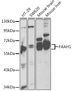 Western Blot: FAAH Antibody [NBP3-35192] - Western blot analysis of various lysates using FAAH Rabbit pAb at 1:1000 dilution.Secondary antibody: HRP-conjugated Goat anti-Rabbit IgG (H+L) at 1:10000 dilution.Lysates/proteins: 25ug per lane.Blocking buffer: 3% nonfat dry milk in TBST.