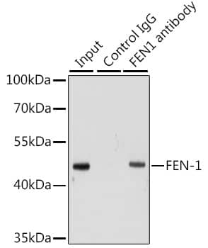 Immunoprecipitation: FEN-1 Antibody [NBP3-35193] - Immunoprecipitation analysis of 200 ug extracts of HeLa cells using FEN-1 antibody. Western blot was performed from the immunoprecipitate using FEN-1 antibody at a dilution of 1:1000.