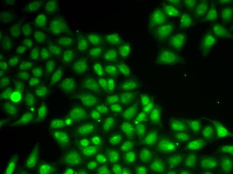 Immunocytochemistry/ Immunofluorescence: FEN-1 Antibody [NBP3-35193] - Immunofluorescence analysis of A549 cells using FEN-1 Rabbit pAb.Secondary antibody: Cy3-conjugated Goat anti-Rabbit IgG (H+L) at 1:500 dilution.