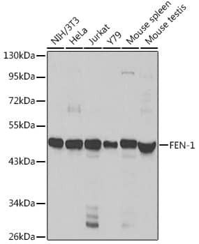 Western Blot: FEN-1 Antibody [NBP3-35193] - Western blot analysis of various lysates using FEN-1 Rabbit pAb at 1:1000 dilution.Secondary antibody: HRP-conjugated Goat anti-Rabbit IgG (H+L) at 1:10000 dilution.Lysates/proteins: 25ug per lane.Blocking buffer: 3% nonfat dry milk in TBST.