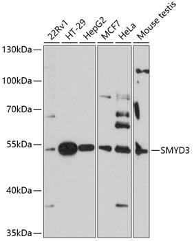 Western Blot: SMYD3 Antibody [NBP3-35194] - Western blot analysis of various lysates using SMYD3 Rabbit pAb at 1:3000 dilution.Secondary antibody: HRP-conjugated Goat anti-Rabbit IgG (H+L) at 1:10000 dilution.Lysates/proteins: 25ug per lane.Blocking buffer: 3% nonfat dry milk in TBST.Detection: ECL Basic Kit.Exposure time: 90s.