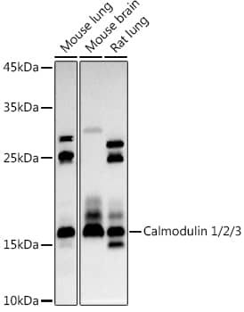 Western Blot: Calmodulin Antibody [NBP3-35196] - Western blot analysis of various lysates using Calmodulin Rabbit pAb at 1:1000 dilution.Secondary antibody: HRP-conjugated Goat anti-Rabbit IgG (H+L) at 1:10000 dilution.Lysates/proteins: 25ug per lane.Blocking buffer: 3% nonfat dry milk in TBST.Detection: ECL Basic Kit.Exposure time: 30s.