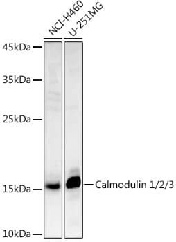 Western Blot: Calmodulin Antibody [NBP3-35196] - Western blot analysis of various lysates using Calmodulin Rabbit pAb at 1:1000 dilution.Secondary antibody: HRP-conjugated Goat anti-Rabbit IgG (H+L) at 1:10000 dilution.Lysates/proteins: 25ug per lane.Blocking buffer: 3% nonfat dry milk in TBST.Detection: ECL Basic Kit.Exposure time: 180s.