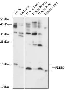 Western Blot PDE6D Antibody - BSA Free