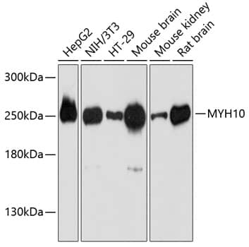 Western Blot: non-muscle heavy chain 10 Myosin Antibody [NBP3-35203] - Western blot analysis of various lysates using non-muscle heavy chain 10 Myosin Rabbit pAb at 1:3000 dilution.Secondary antibody: HRP-conjugated Goat anti-Rabbit IgG (H+L) at 1:10000 dilution.Lysates/proteins: 25ug per lane.Blocking buffer: 3% nonfat dry milk in TBST.Detection: ECL Basic Kit.Exposure time: 30s.