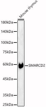 Western Blot: SMARCD2 Antibody [NBP3-35216] - Western blot analysis of lysates from Mouse thymus, using SMARCD2 Rabbit pAb at  1:600 dilution.Secondary antibody: HRP-conjugated Goat anti-Rabbit IgG (H+L) at 1:10000 dilution.Lysates/proteins: 25ug per lane.Blocking buffer: 3% nonfat dry milk in TBST.Detection: ECL Enhanced Kit.Exposure time: 60s.