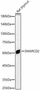 Western Blot: SMARCD2 Antibody [NBP3-35216] - Western blot analysis of lysates from Rat thymus, using SMARCD2 Rabbit pAb at  1:600 dilution.Secondary antibody: HRP-conjugated Goat anti-Rabbit IgG (H+L) at 1:10000 dilution.Lysates/proteins: 25ug per lane.Blocking buffer: 3% nonfat dry milk in TBST.Detection: ECL Basic Kit.Exposure time: 90s.