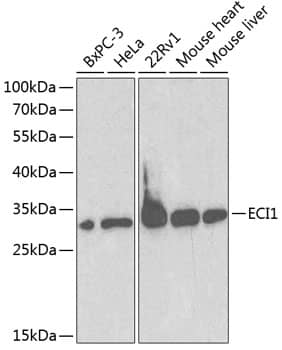 Western Blot DCI Antibody