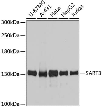 Western Blot: SART3 Antibody [NBP3-35220] - Western blot analysis of various lysates using SART3 Rabbit pAb at 1:3000 dilution.Secondary antibody: HRP-conjugated Goat anti-Rabbit IgG (H+L) at 1:10000 dilution.Lysates/proteins: 25ug per lane.Blocking buffer: 3% nonfat dry milk in TBST.Detection: ECL Basic Kit.Exposure time: 30s.