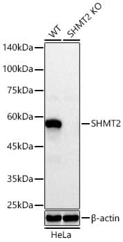 <b>Genetic Strategies Validation. </b>Western Blot: SHMT2 Antibody [NBP3-35223] - Western Blot analysis of lysates from wild type (WT) and SHMT2 knockout (KO) HeLa cells using [KO Validated] SHMT2 Rabbit pAb at 1:400 dilution incubated overnight at 4C.Secondary antibody: HRP-conjugated Goat anti-Rabbit IgG (H+L) at 1:10000 dilution. Lysates/proteins: 25 ug per lane.Blocking buffer: 3% nonfat dry milk in TBST.Detection: ECL Basic KitExposure time: 30 s.