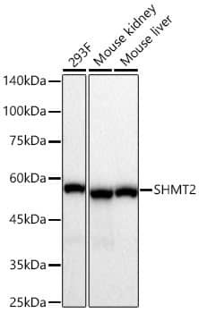 Western Blot: SHMT2 Antibody [NBP3-35223] - Western Blot analysis of various lysates using [KO Validated] SHMT2 Rabbit pAb at 1:400 dilution incubated overnight at 4C.Secondary antibody: HRP-conjugated Goat anti-Rabbit IgG (H+L) at 1:10000 dilution. Lysates/proteins: 25 ug per lane.Blocking buffer: 3% nonfat dry milk in TBST.Detection: ECL Basic KitExposure time: 30 s.