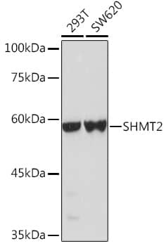 Western Blot: SHMT2 Antibody [NBP3-35223] - Western blot analysis of various lysates using SHMT2 Rabbit pAb at 1:1000 dilution.Secondary antibody: HRP-conjugated Goat anti-Rabbit IgG (H+L) at 1:10000 dilution.Lysates/proteins: 25ug per lane.Blocking buffer: 3% nonfat dry milk in TBST.Detection: ECL Basic Kit.Exposure time: 3s.