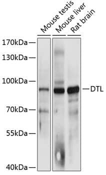 Western Blot: CDT2 Antibody [NBP3-35224] - Western blot analysis of various lysates using CDT2 Rabbit pAb at 1:3000 dilution.Secondary antibody: HRP-conjugated Goat anti-Rabbit IgG (H+L) at 1:10000 dilution.Lysates/proteins: 25ug per lane.Blocking buffer: 3% nonfat dry milk in TBST.Detection: ECL Basic Kit.Exposure time: 1s.