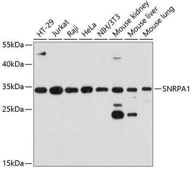 Western Blot: SNRPA1 Antibody [NBP3-35226] - Western blot analysis of various lysates using SNRPA1 Rabbit pAb at 1:3000 dilution.Secondary antibody: HRP-conjugated Goat anti-Rabbit IgG (H+L) at 1:10000 dilution.Lysates/proteins: 25ug per lane.Blocking buffer: 3% nonfat dry milk in TBST.Detection: ECL Basic Kit.Exposure time: 10s.
