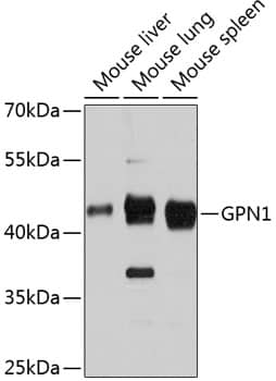 Western Blot: XAB1 Antibody [NBP3-35227] - Western blot analysis of various lysates using XAB1 Rabbit pAb at 1:3000 dilution.Secondary antibody: HRP-conjugated Goat anti-Rabbit IgG (H+L) at 1:10000 dilution.Lysates/proteins: 25ug per lane.Blocking buffer: 3% nonfat dry milk in TBST.Detection: ECL Basic Kit.Exposure time: 90s.